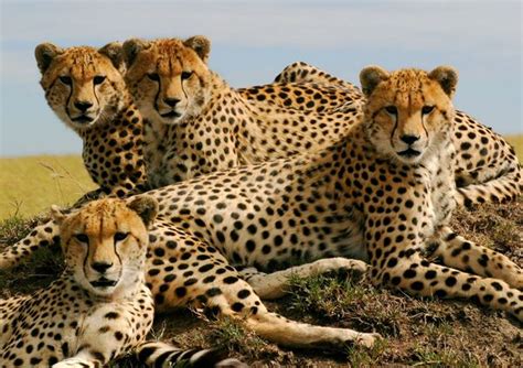 Group moves to save endangered cheetahs, dogs, dolphins - EnviroNews Nigeria