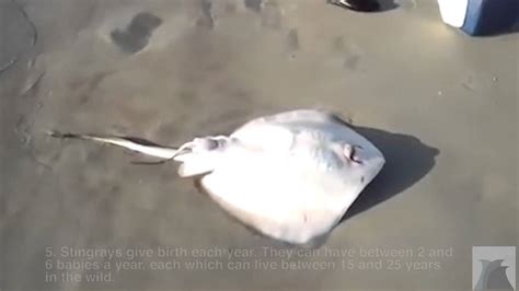 Sting Ray giving birth on a beach - YouTube