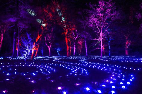 Last Chance To See ZooLights And WinterLights In Massachusetts This Weekend