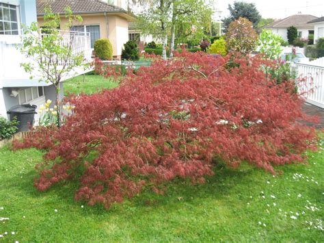 Red Lace Leaf Japanese Maple, Acer palmatum atropurpureum dissectum ...