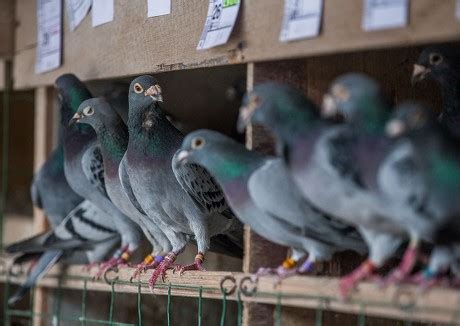 Homing Pigeons Their Pigeon Loft Natural Editorial Stock Photo - Stock Image | Shutterstock