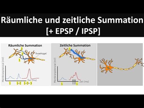 Unterschied zwischen EPSP und IPSP | Vergleichen Sie den Unterschied ...