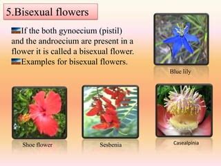 Diversity of flowers | PPT