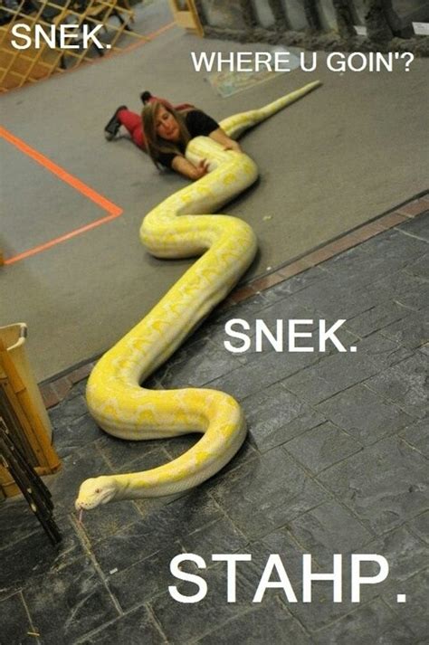 snek Meme | Meaning & History | Dictionary.com