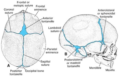 Development of Skull - DEVELOPMENT OF HUMAN SKELETAL SYSTEM