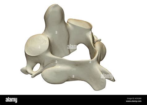 Axis Bone Skeleton Stock Photos & Axis Bone Skeleton Stock Images - Alamy