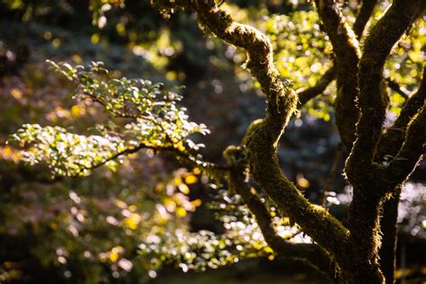 This park has the most beautiful fall colors in Seattle | Seattle Refined