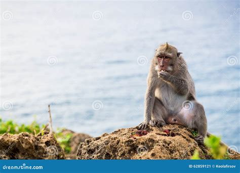 Monkeys in Bali stock image. Image of bali, nature, trees - 62859121