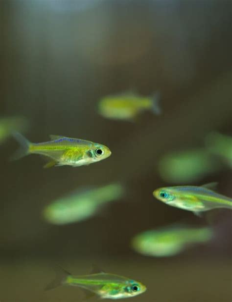 Kubotai Rasbora (Microdevario kubotai) | Care & Info - The Shrimp Farm