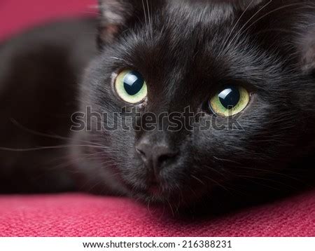 Black Cat Stock Photos, Images, & Pictures | Shutterstock