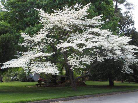 The 10 Most Common Trees You Are Likely to See in North America | Dogwood trees, Backyard plants ...