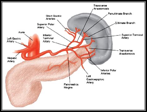 Splenic Artery Diagram