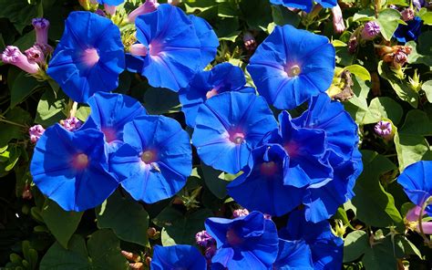 10 List of Blue Flowers Names Free Wallpapers - HdFlowerWallpaper.com