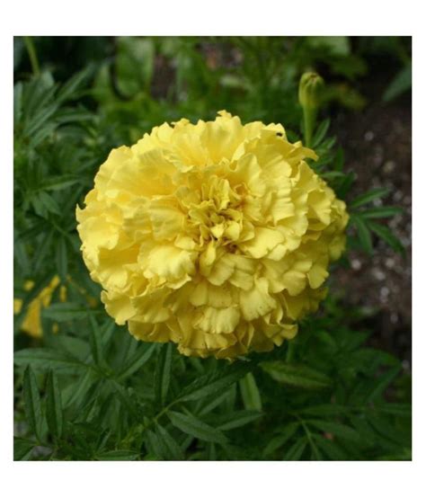 Marigold Yellow Flowers Seeds - Pack of 50 Premium Seeds: Buy Marigold ...