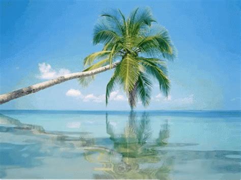 Tropical Vacation Palm Tree Panama City GIF | GIFDB.com