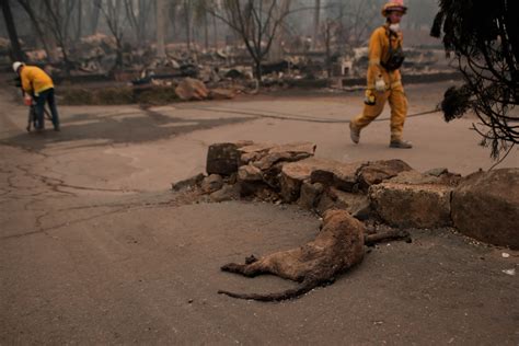 Photos, Day 5 Camp Fire becomes deadliest wildfire in California ...