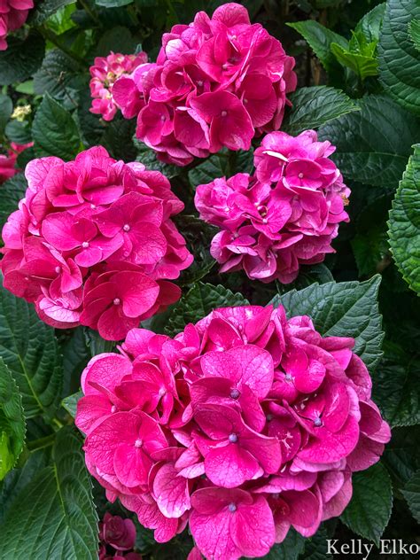 Why Every Garden Needs a Summer Crush Hydrangea - Planting & Care Tips ...