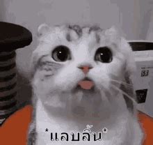 Cat Sticking Tongue Out Gif GIFs | Tenor