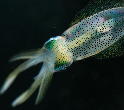 Brain map reveals camouflage tactic of squid - Queensland Brain ...