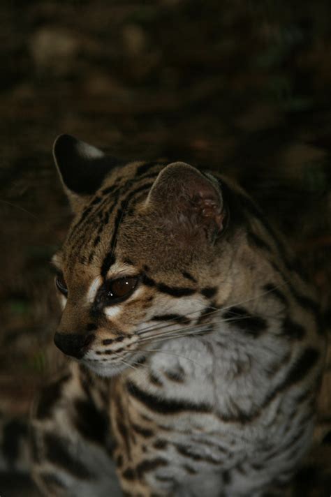 Margay by artbyjrc on DeviantArt