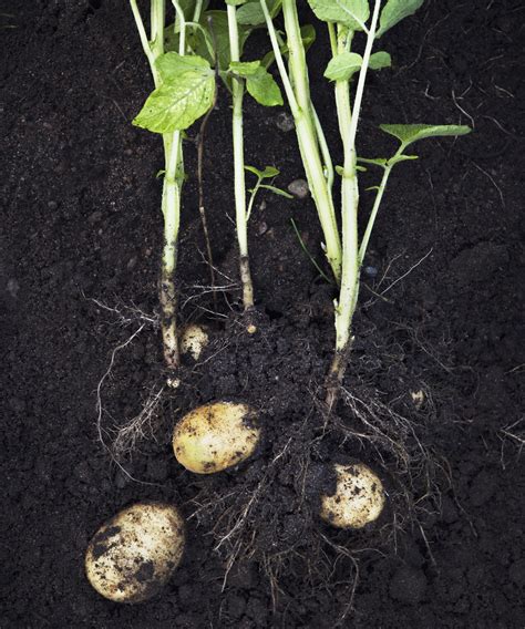 How to grow potatoes indoors: tips for year-round harvests | Homes ...