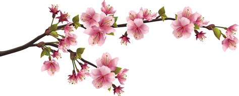 Download HD Sakura Png - Cherry Blossom Branch Png Transparent PNG ...