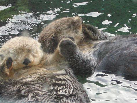 [Image - 15505] | Otters Holding Hands | Know Your Meme