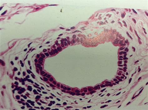 Epitelio cuboidal estratificado. Microscopio óptico. | Microscopio optico, Microscopio, Tejidos