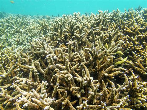 Coral Reef Ecosystem Photograph by Michele Jackson - Pixels