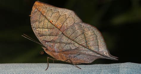 Indian Leaf Butterfly - Learn About Nature