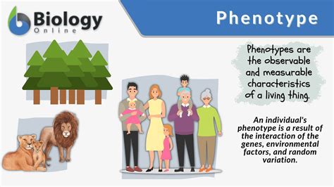 Phenotype - Definition and Examples - Biology Online Dictionary