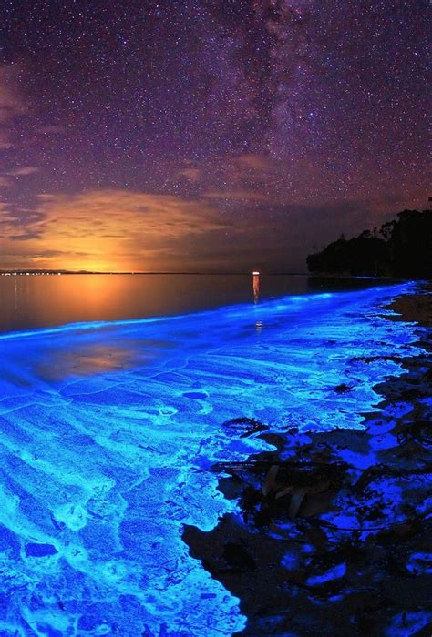 the bioluminescent noctiluca scintillans — an algae known otherwise as sea sparkle — of ...