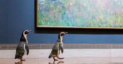 Kansas City Zoo Takes Penguins on a Field Trip to Visit a Local Art Museum. Penguins love art ...