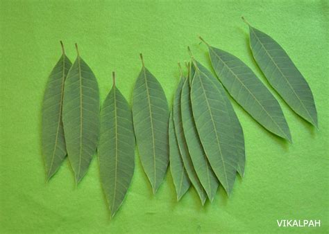 Vikalpah: How to make a Mango leaf thoranam | DIY Mango leaf toran for doors, backdrops and ...