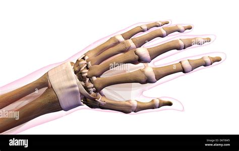 Female bones of hand, wrist, thumb, and fingers anatomy, back, posterior view. Full color on ...