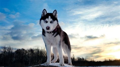 Husky with beautiful blue eyes at sunset wallpaper - Animal wallpapers ...