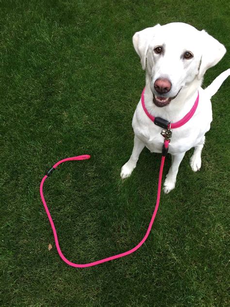 Leash Manners: 3 Mistakes Dog Owners Make! - Kyle Kittleson