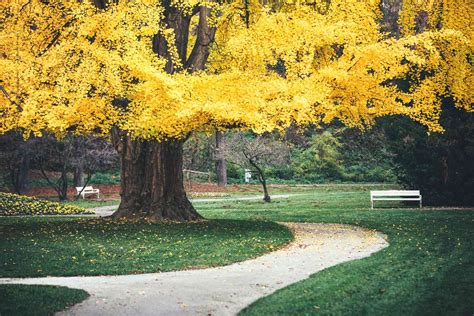 Ginkgo Biloba Tree: Care and Growing Guide