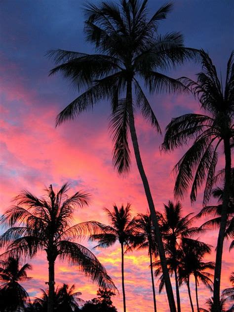 Palm Trees in the sunset, Koh Samui | Palm tree sunset, Sunset ...