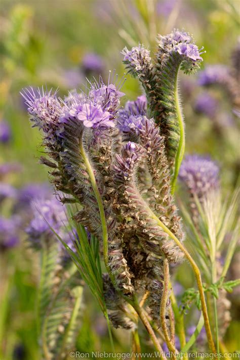 Desert Wildflowers | Ron Niebrugge Photography