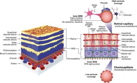 Retinal and choroidal vasculatures, inner and outer BRB. The retinal ...