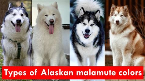 8 Types of Alaskan malamute colors and pattern Finally Revealed - YouTube