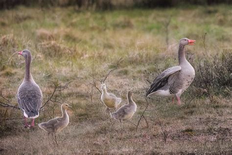 family of greylag geese on guard – Stan Schaap PHOTOGRAPHY