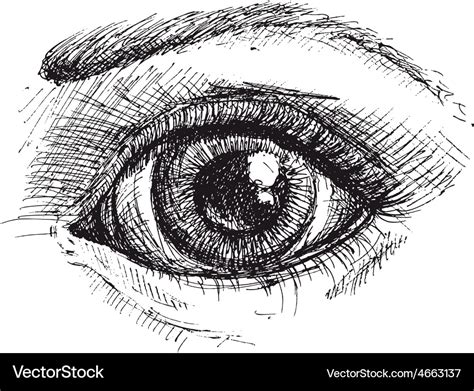 Black and white drawing of eye Royalty Free Vector Image