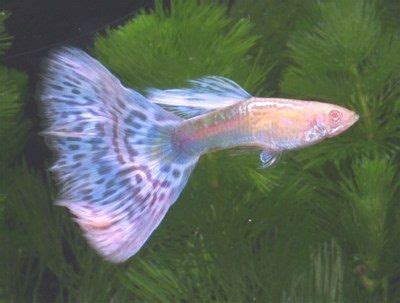 Ikan Guppy Mosaic, Yuk Lihat Sejarah Terciptanya Strain Ini Dan Gambar ...