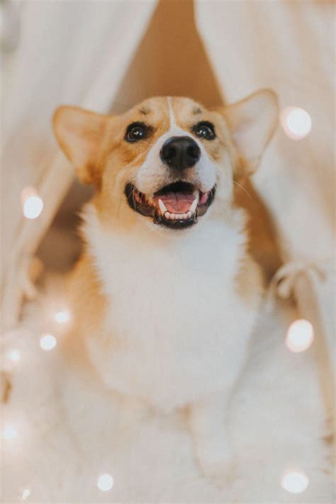 Cute Corgi Wallpapers - Top Free Cute Corgi Backgrounds - WallpaperAccess