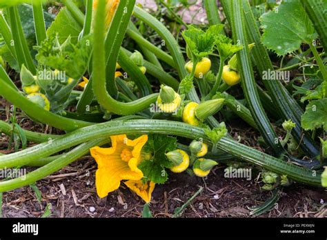 yellow pattypan squash growing on the plant Stock Photo - Alamy