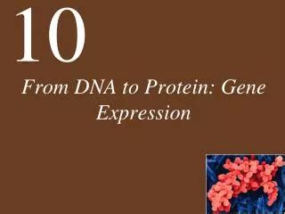 PPT - WHAT IS PROTEIN? PowerPoint Presentation, free download - ID:484413