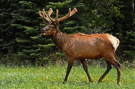 10 Best Elk Hunting Tips For Beginners [Really Works]