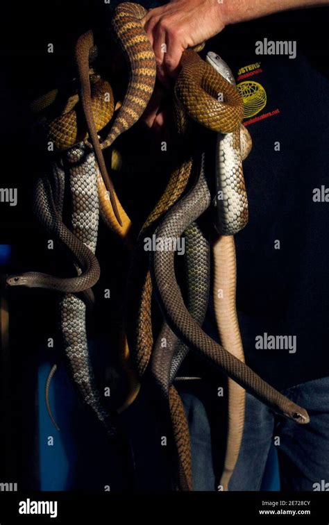 Taipan snake venom hi-res stock photography and images - Alamy